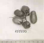 Click for 4 image(s) for this accession. FRUIT